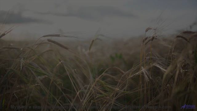 Он доказывает, что красота спасает мир! - Justito (XLII) -- opo -- Estudios Indigeniformes