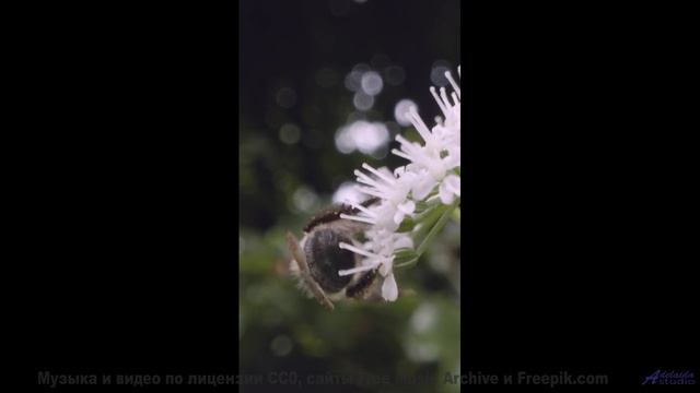 Камера летит над полями, музыка бьёт по сердцу - Ugly Truth -- HoliznaCC0 -- Left Overs