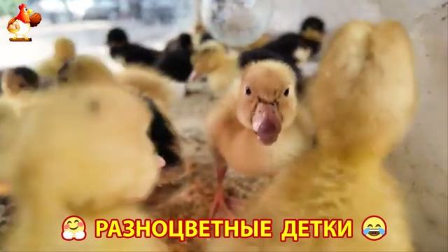 Цыплята и утята милые пушистики растут на радость хозяину (47)