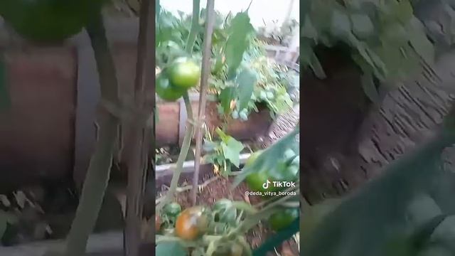 Помидоры сорт Кумато в теплице у дяди Вити. #помидоры #кумато #сад #дача #огород #дядявитя #теплица
