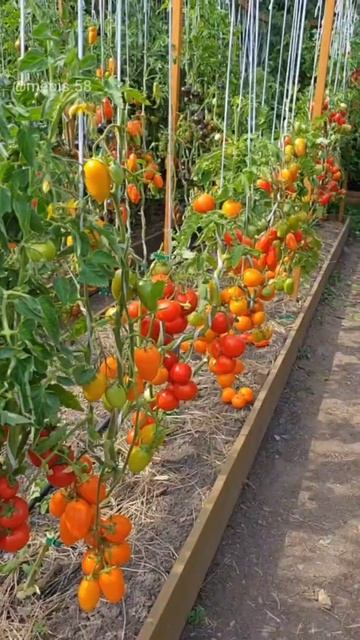 Шпаргалка по томатам 🍅📝