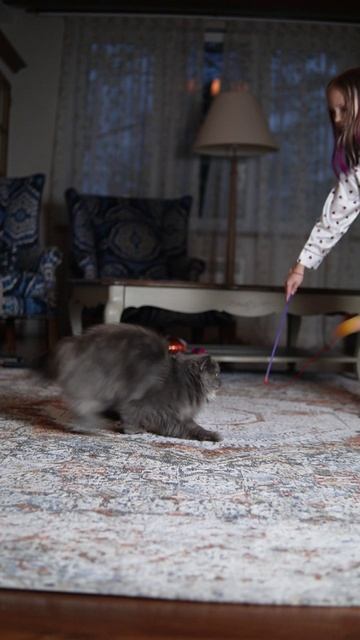 МОЙ КОТ — САМЫЙ ЛУЧШИЙ! Один день из жизни Хома_чудо и пушистика 🐾