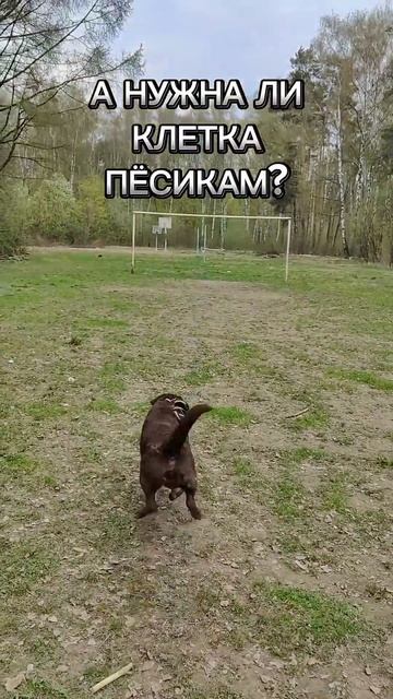 Нужна ли клетка пёсикам 🐶