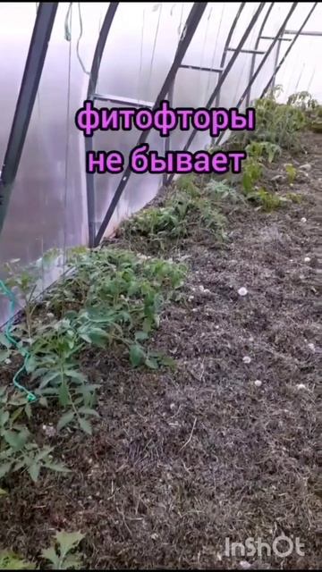 Моя теплица