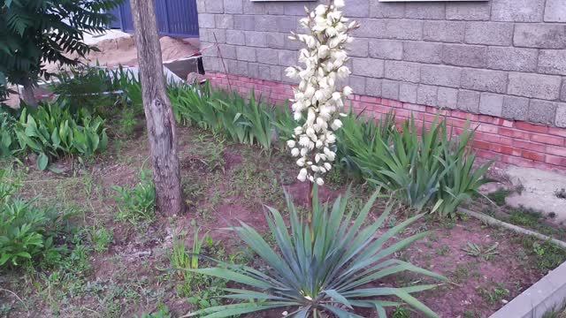 Юкка нитчатая 2025 г.