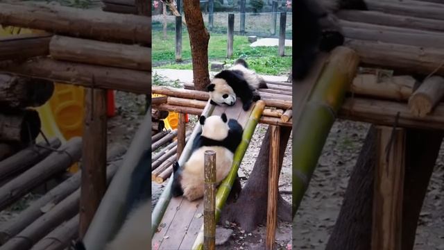 настроение быть пандой