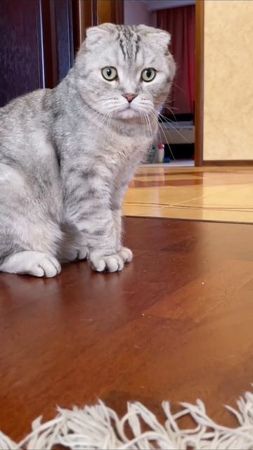 #животные #котики #игры