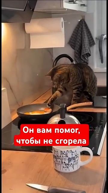 Осторожно, котики!45