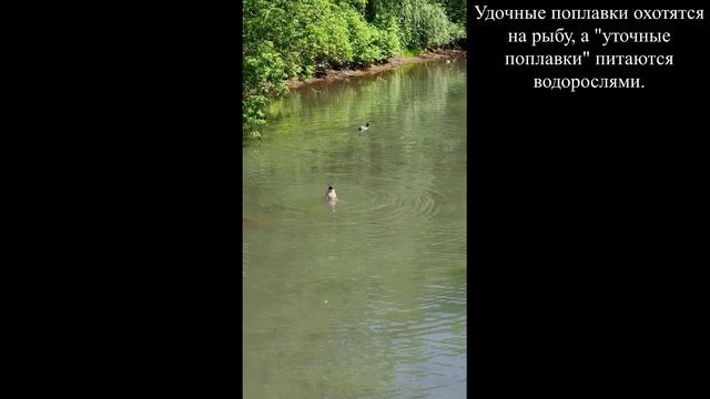 23.06.2025 Удочные поплавки охотятся за рыбой, а "уточные поплавки" за водорослями.