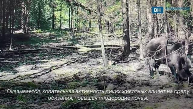 Во Владимирской области активизировались дикие кабаны