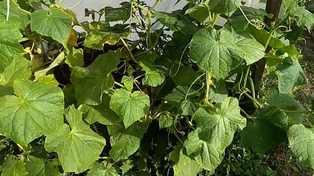 31.07.2024 _ Моя любимая дача _ 2 часть (ПОСЛЕ)