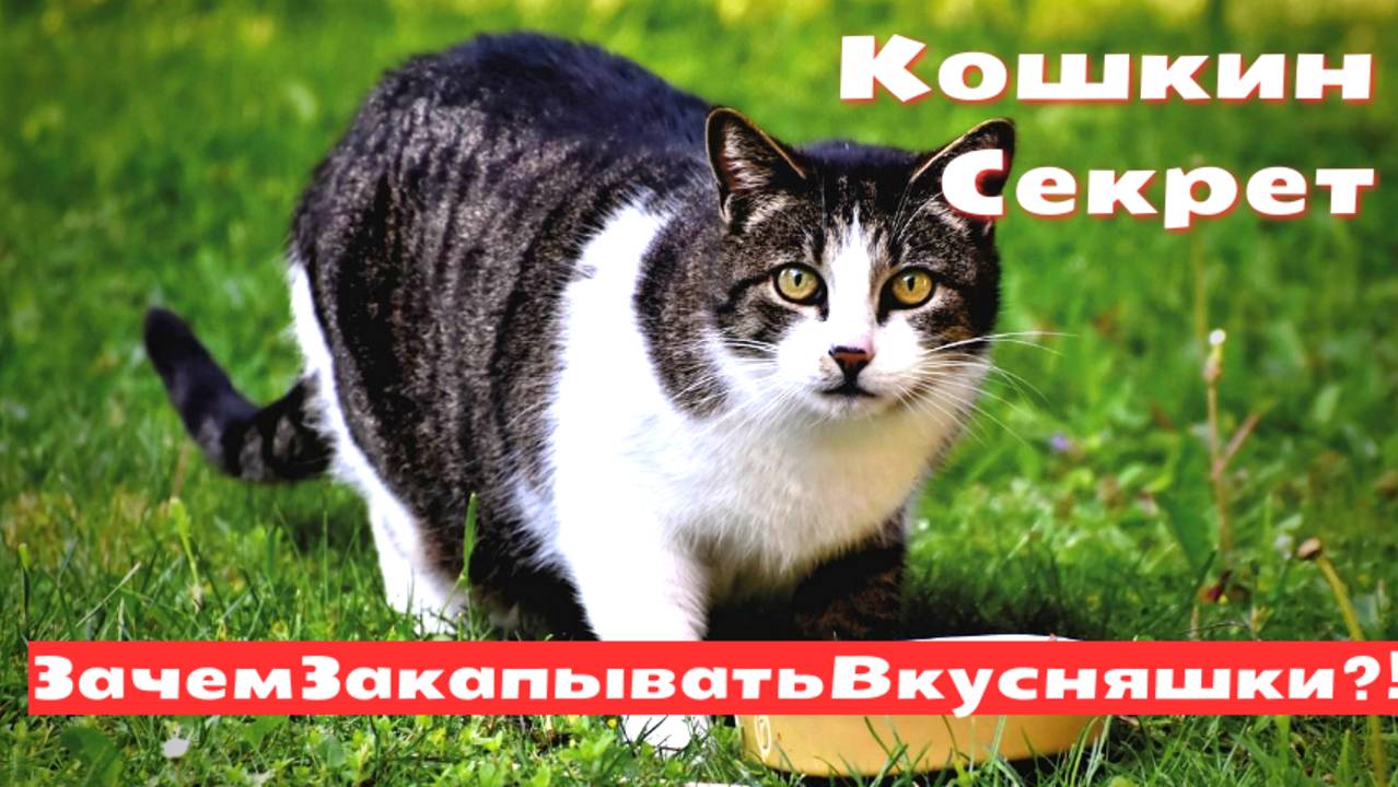 Почему кошка закапывает еду