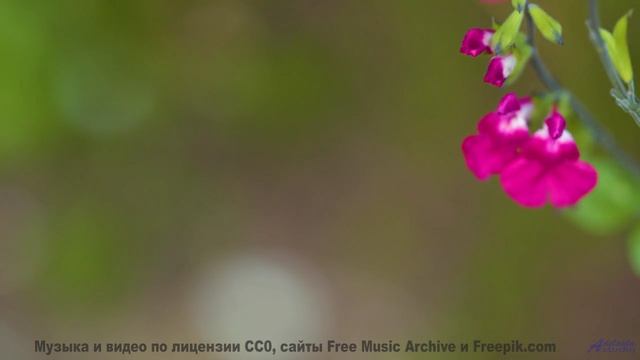 Музыка наполняет сердце звуками других миров - Earworm in the morning -- A Tape Full of Mistakes --