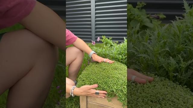 ПОЧВОПОКРОВНИК МЯТА МИНИ МИНТ