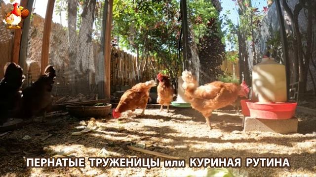 Куры несушки свободного выгула и их обычная куриная рутина – эпизод (478)