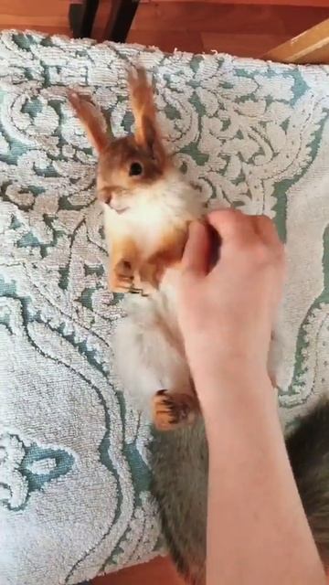 белочка