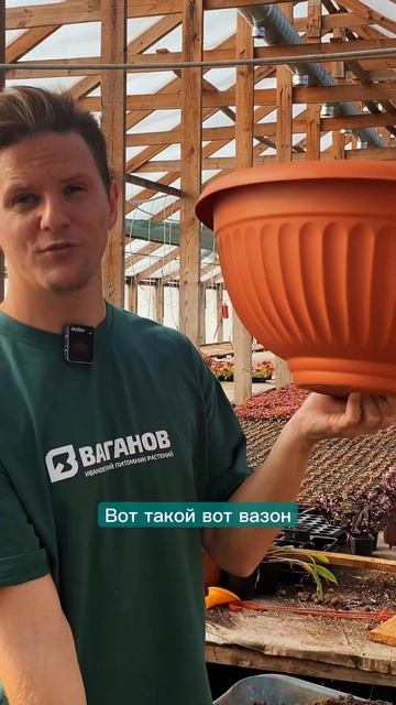 Выбираем правильное кашпо для цветов или вазон #кашпо #ампельнаяпетуния #сад #дача #цветы