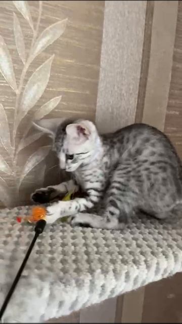 WhatsApp Video 2025-06-22 at 15.22.16