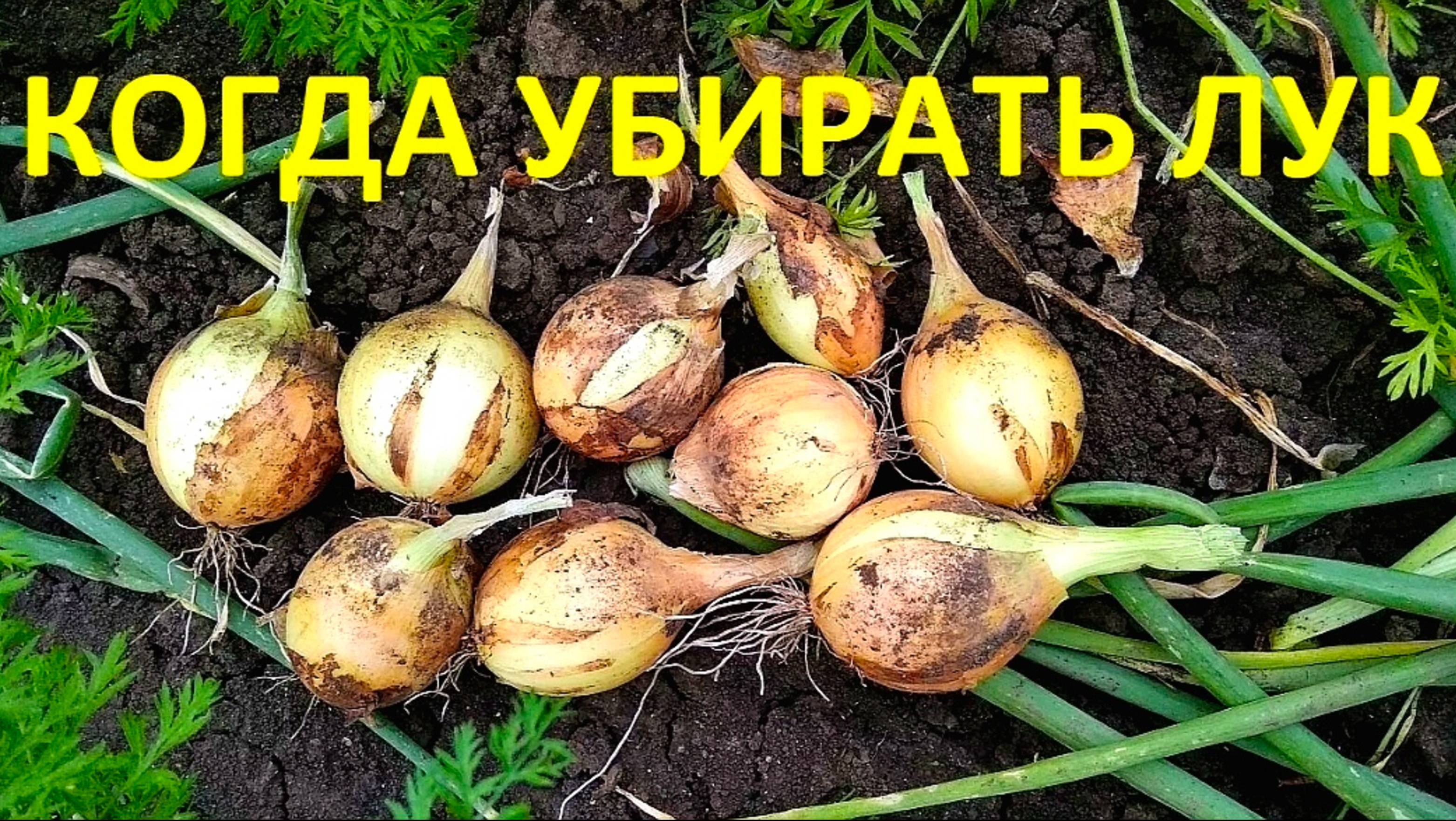 КОГДА ВЫКАПЫВАТЬ ЛУК / КАК СУШИТЬ ЛУК