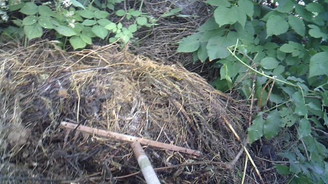 Предлагаю заглянуть внутрь пополненной компостной кучи