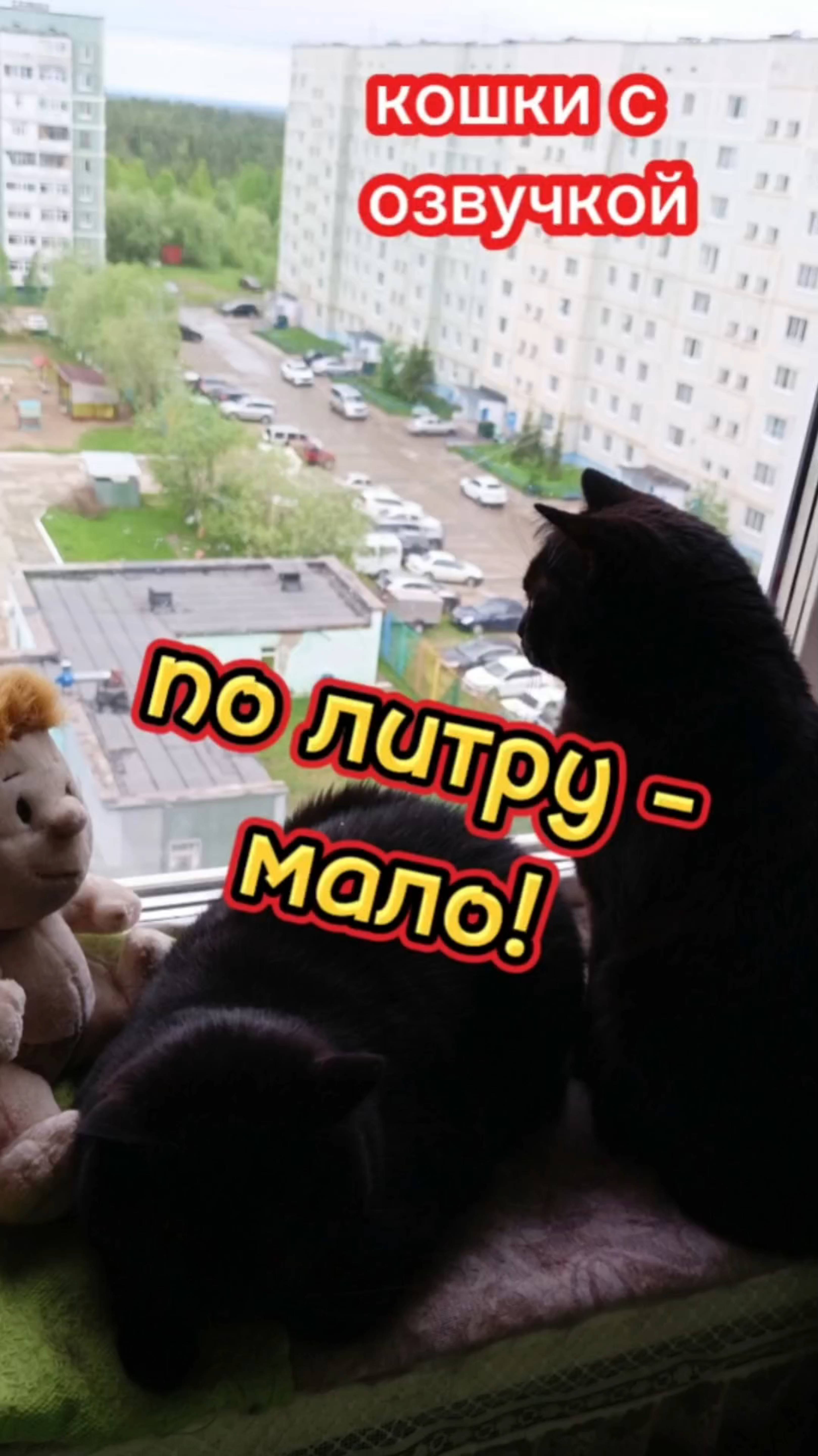Кошки с озвучками. Смешная озвучка кошек.