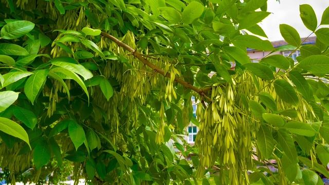 23-06-2025 прогулка по городу, травы муравы  , Асбест, Средний Урал 🌳🌿🌼🌱