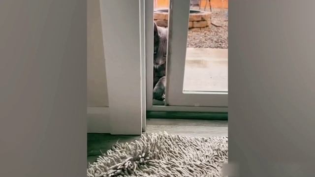 Смешные коты! Приколы с котами! С озвучкой!