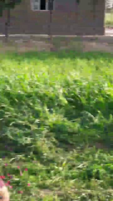 VID_20250621_223859_036.mp4 @pussia.Nazokat.