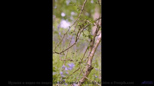 Это видео - как глоток чистого воздуха и энергии! - Life Is A Poem And You Are My Friend -- HoliznaC