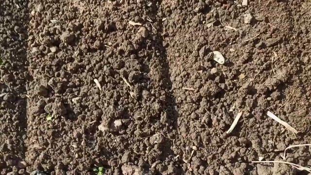 Морковь всходит за 7 дней - метод посадки моркови в июне.