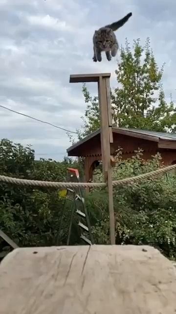 Прыжок,достойный всех высших наград 👏❤️🐈😻