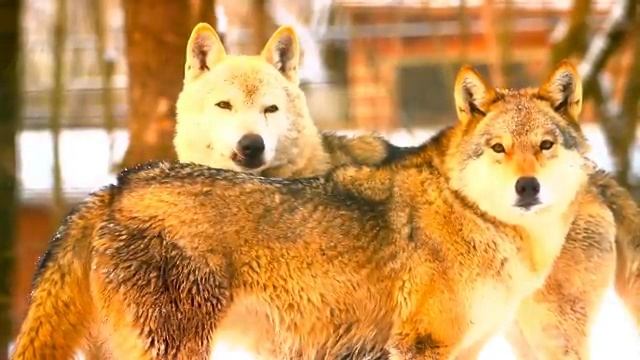 Небо, деревья и вечная мелодия безмятежности – Часть 9