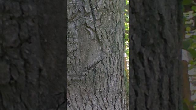 Лесной пруд . К Северному и ЖК,,Острова,,