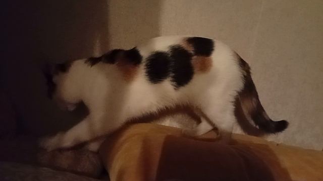 1000019023.mp4