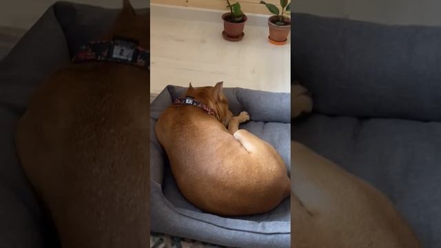 Испанец # Шереметьевский приют #дома