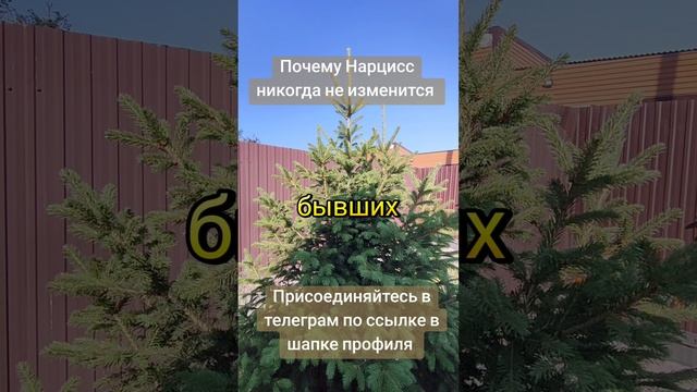 Может ли Нарцисс измениться?