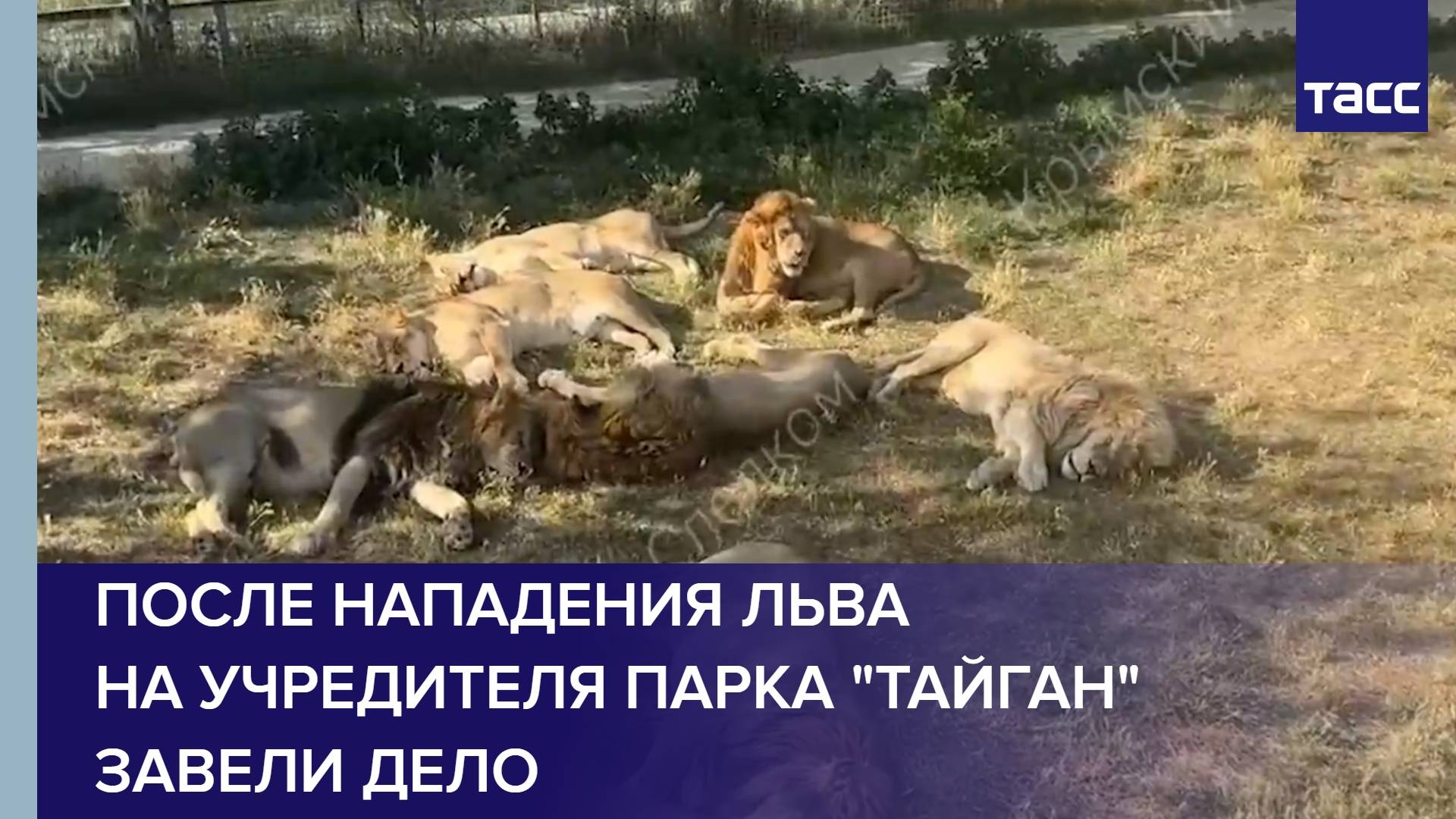 После нападения льва на учредителя парка "Тайган" завели дело