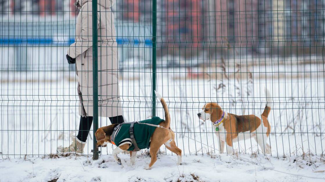 В России создали имплант, возвращающий собакам и кошкам способность ходить