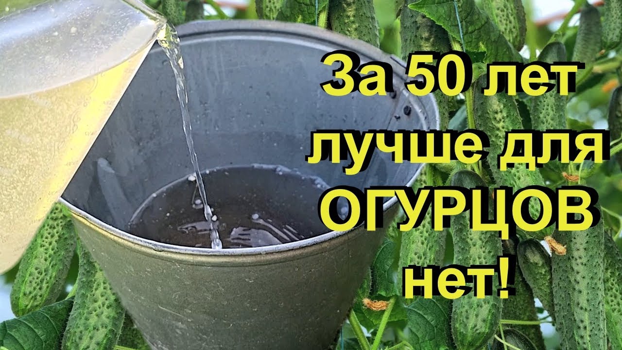 СРОЧНО дайте в ИЮНЕ ОГУРЦАМ🥒 ЭТО ЧУДО! в Июне и огурцы🥒, томаты🍅, перцы🌶 вмиг пойдут в рост