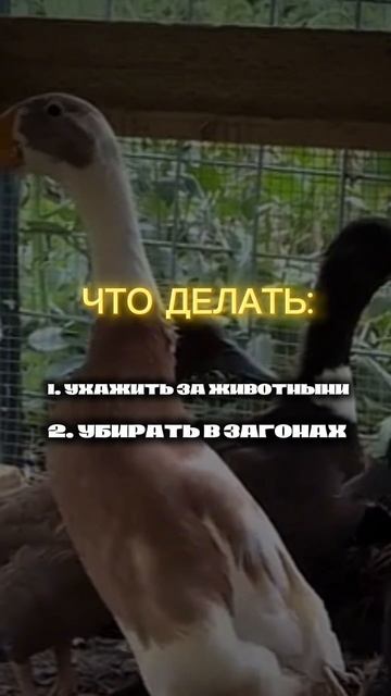 Вакансия в Германии на ферме по уходу за животными от Stratum Recruitment
