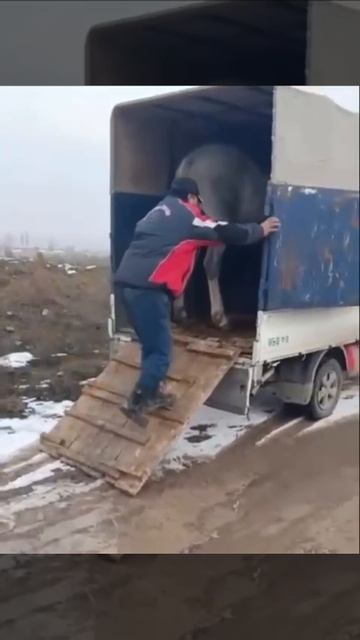 Купил лошадь смотрины