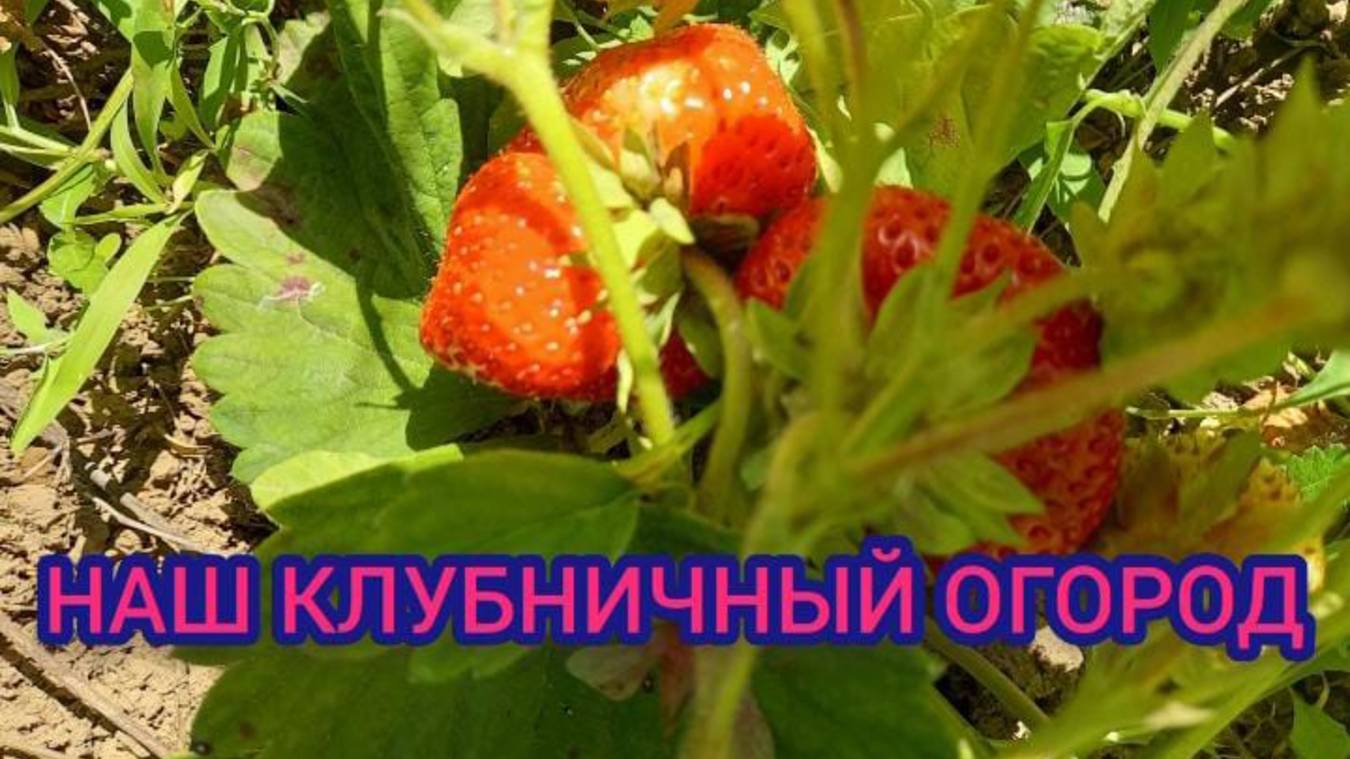 Наш клубничный огродик.🍓