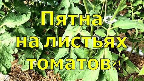 ПЯТНА НА ЛИСТЬЯХ И ПЛОДАХ, ЧТО ДЕЛАТЬ