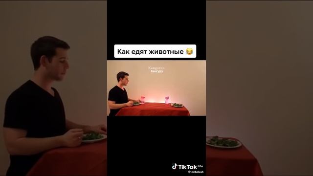 как едят разные животные