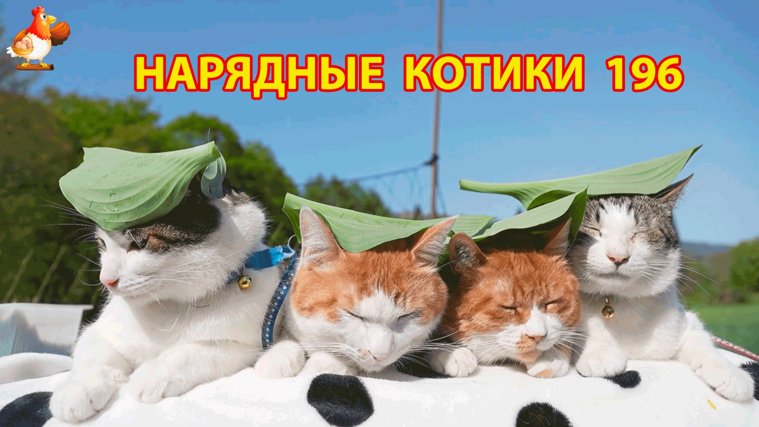 Нарядные Котики расслабляются на солнышке 🌞 🐈🐈🐈 (196)