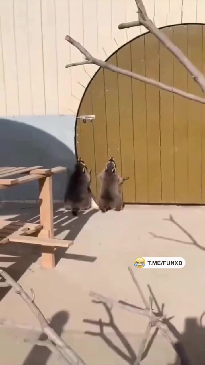 Два енота пытаются открыть дверку😅