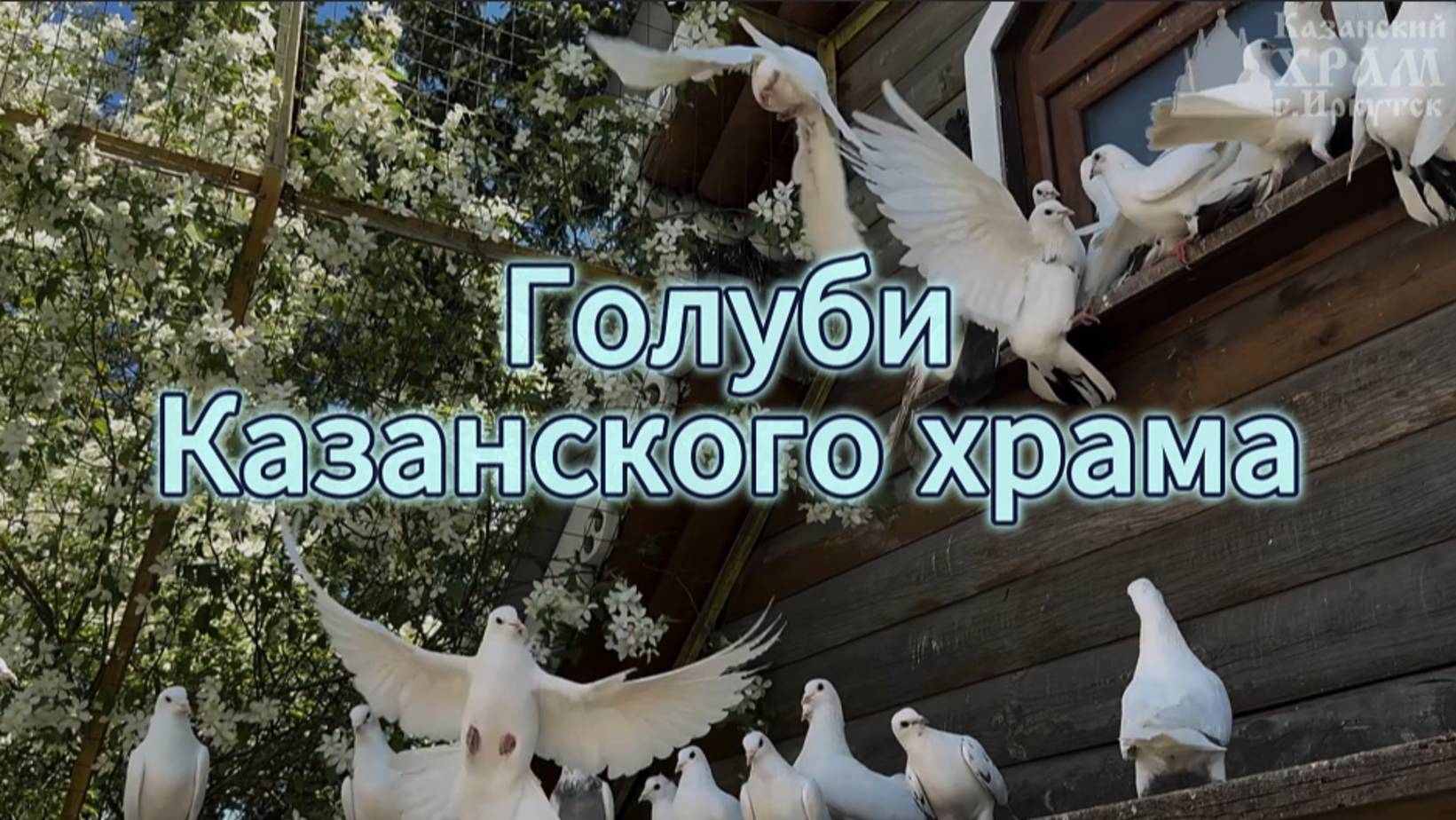 Голуби Казанского храма