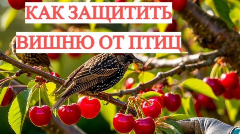 Птицы съедают ВСЮ вишню? Вот как их остановить за 5 минут!