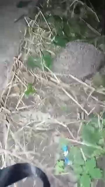 VID-20250622-WA0000