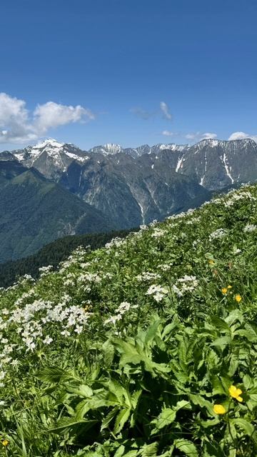 Бзерпинский карниз. Альпийские луга. Гора Табунная. Цветение рододендрона. Сочи